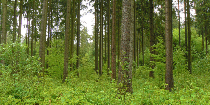 Startseite Professur F R Wald Und Agroforstsysteme